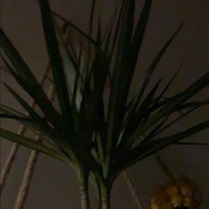 Meet your Posher, Yvelyne